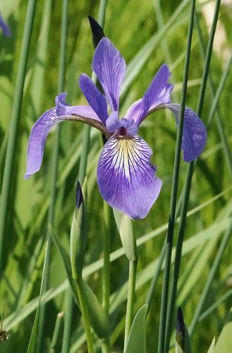 Blue Flag Iris in Habitat 20 Colleen Bird Nature Master