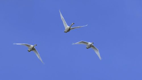 Whistling Swans Inbound 21 Victor Turczynski Nature Master