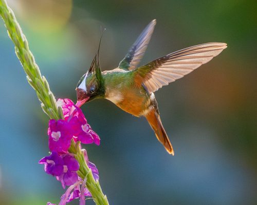 White-Crested Coquette 23 SPP Leigh Wright Nature Silver