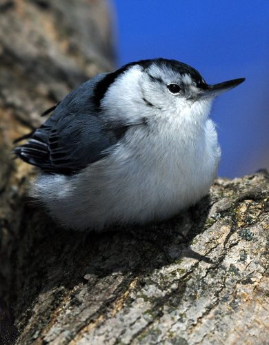 White-breasted Nuthatch  19 Emanuele Nasello Nature Bronze