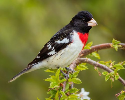Male Rose-breasted Grosbeak in Breeding Plumage 24 GPP Jon Dun Nature Gold