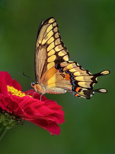 Giant Swallowtail Butterfly Feeding 26 TC GPP Jon Dun Nature Gold