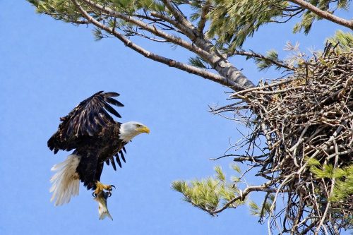 Bald Eagle with fish  22.5 Dan Copeland Nature Master