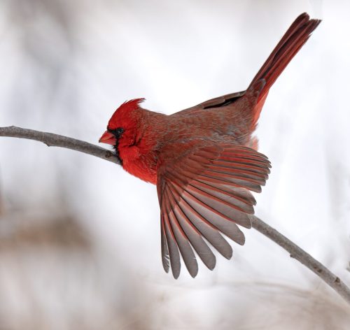Cardinal about to fly away 21.5 Leonard Forte Nature Silver