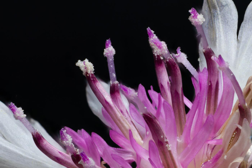 Cornflower 21 Jim Orcheson Pictorial Silver