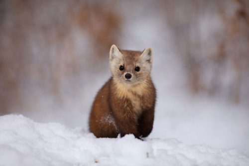 Pine Marten 20 Dan Copeland Nature Master