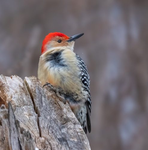 Red-bellied woodpecker perched in the wind 24 TC SPP Leonard Forte Nature Silver