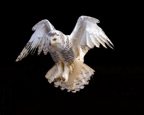 Snowy Owl 24 TC SPP Jim Orcheson Pictorial Silver