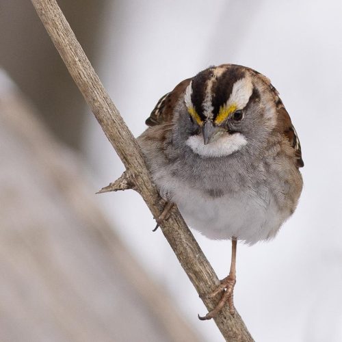 White Throated Sparrow 21.5 Jim Orcheson Nature Silver