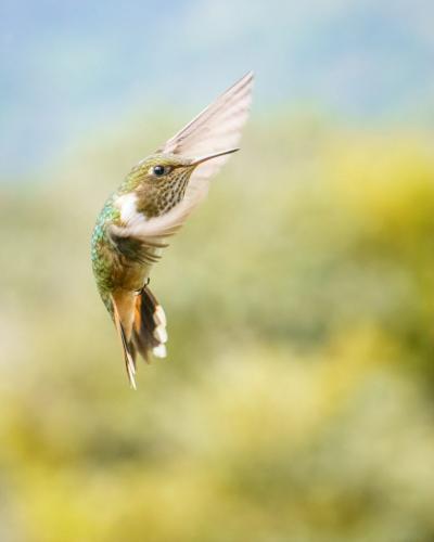 Female Volcano Hummingbird 7 7 7 21 Kathryn Martin  Nature Master