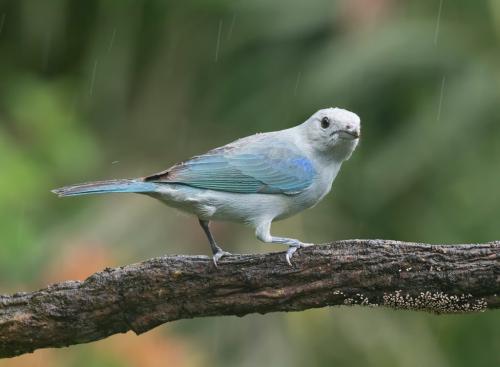 Blue Grey Tanager 7.5 8 8.5 24 GPP Judy Boufford  Nature Gold