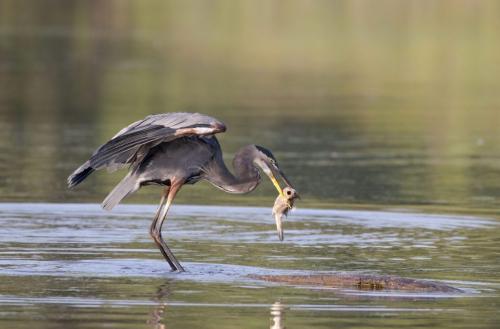 Great Blue Heron With Fish 7.5 7.5 7.5 22.5 Pat Wintemute  Nature Gold