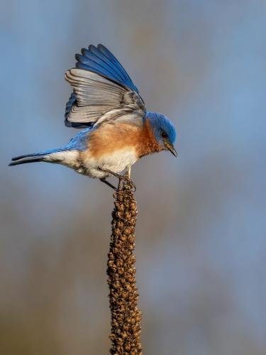 Eastern Bluebird 8 8 8.5 24.5 HM GPP Brian Floyd  Nature Gold