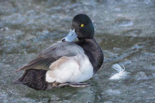 Greater Scaup Preening 8.5 7.5 8 24 GPP Colleen Bird  Nature Gold