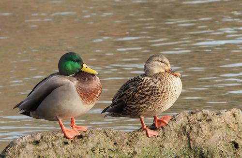 Mallard Pair 7 7.5 7.5 22 Colleen Bird  Nature Gold