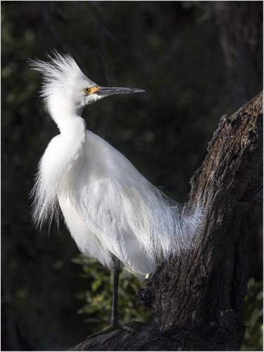 Snowy Egret 6.5 6.5 8 21 Peter Chow  Nature Silver