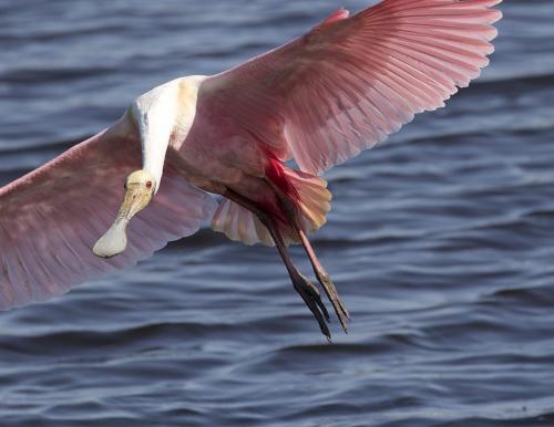 Roseate Spoonbill #2 6 6 6.5 18.5 David Seldon  Nature Master