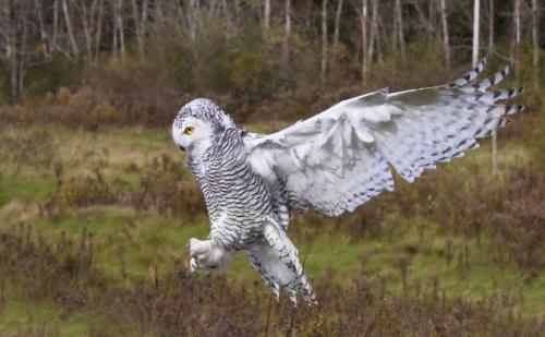 Snowy Owl 7.5 7 8 22.5 Pat Wintemute  Nature Gold